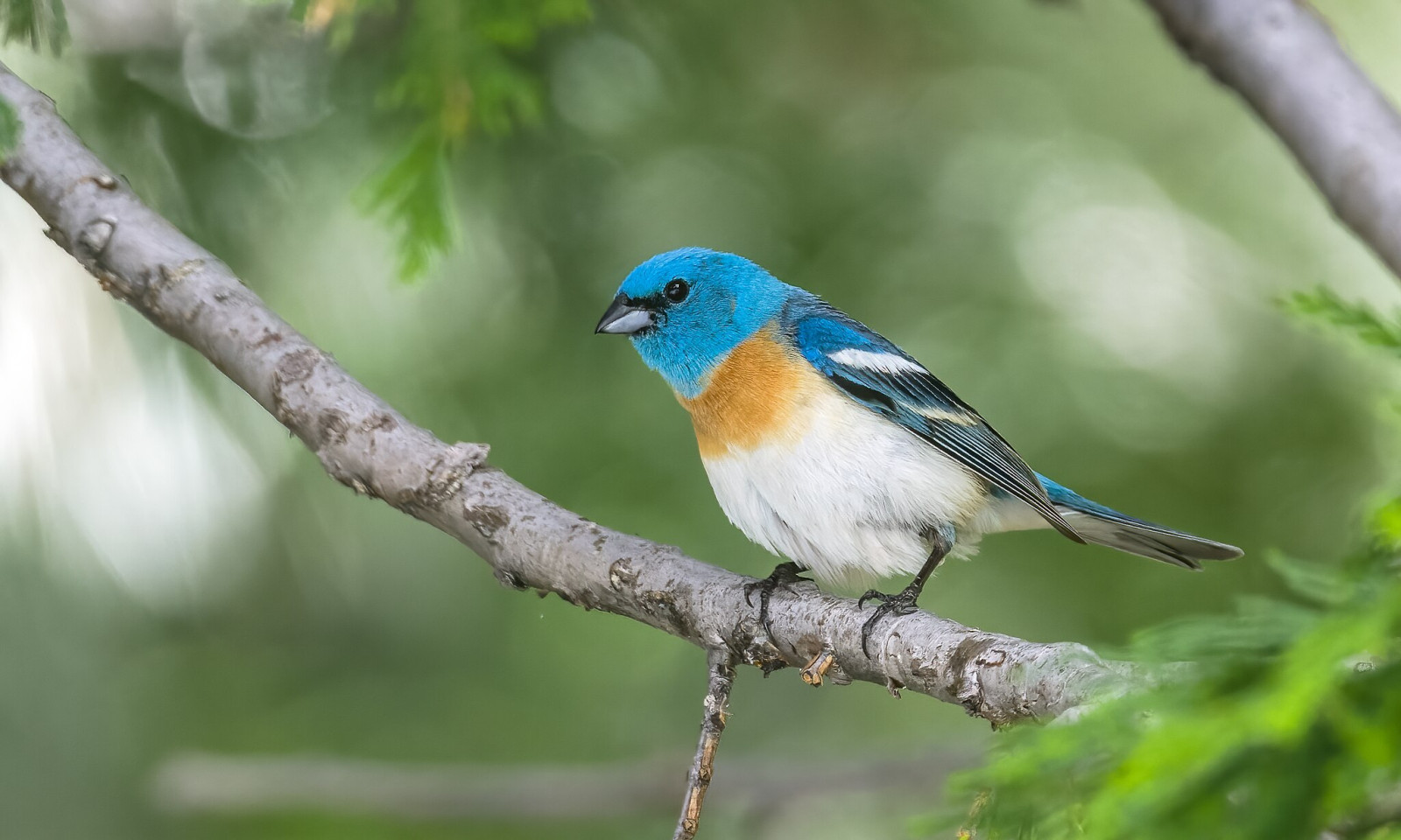 image Lazuli Bunting